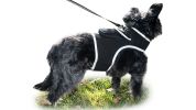 Get Accurate Pet Locations w/ Pet Tracker Realtime Dog Collar GPS Tracker Size:M