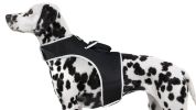 Inexpensive Dog Locator Device Waterproof + Perimeter Fencing Settings Size:XXL