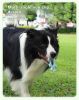 Pet Interactive Flywheel,Dog  Toy,Fun interactions buildstronger bonds